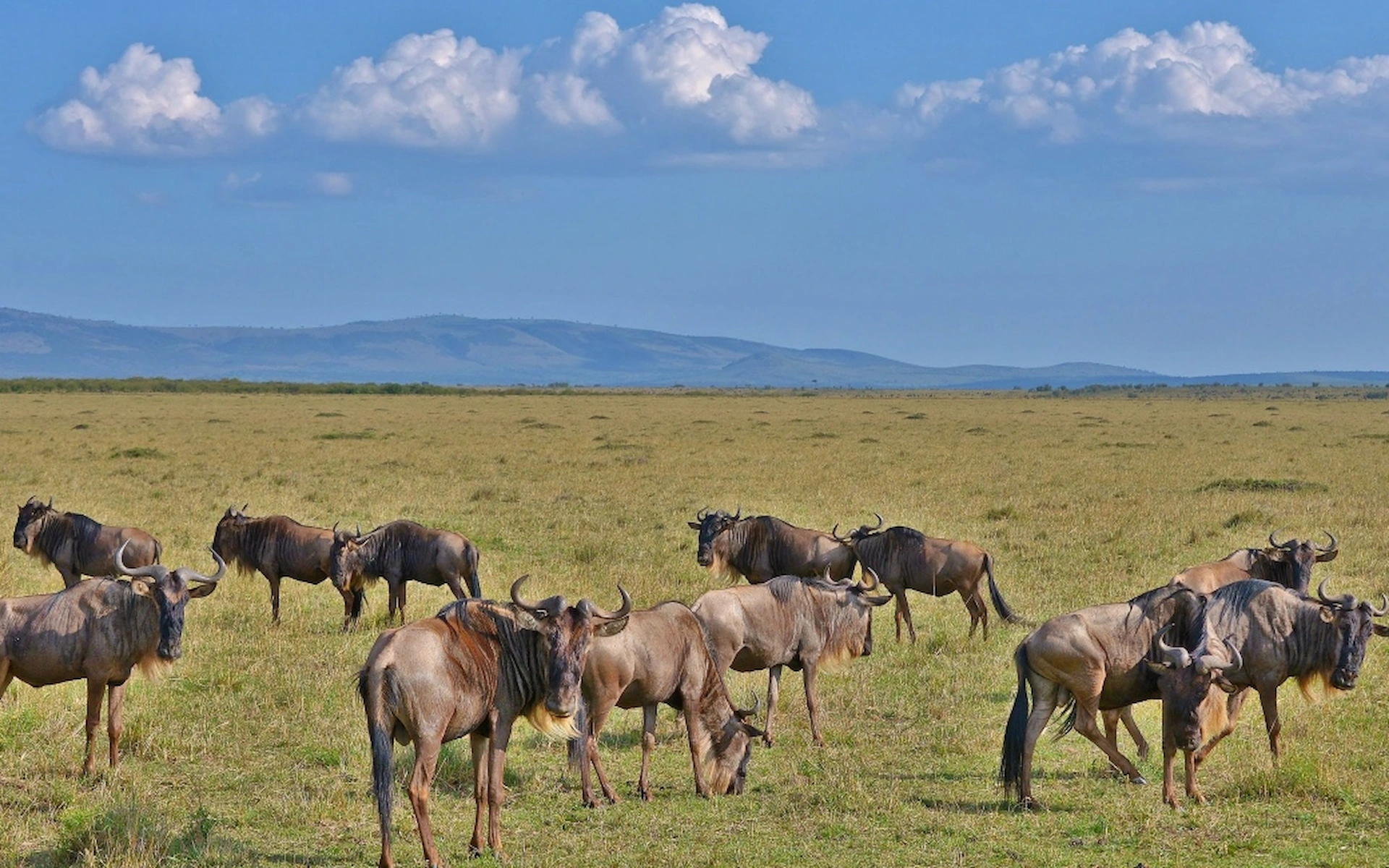 A Masai Mara National Reserve