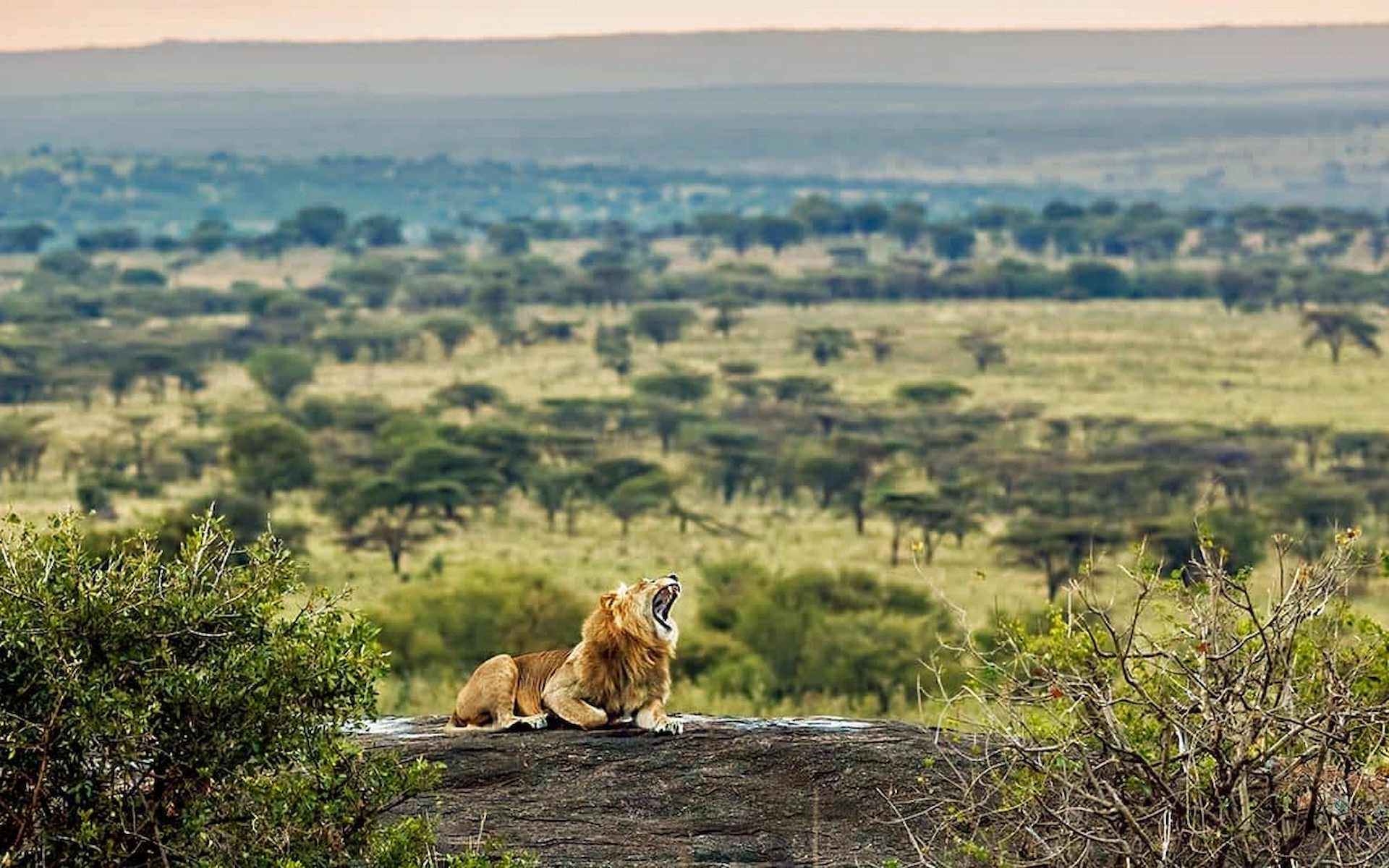 Serengeti national park 