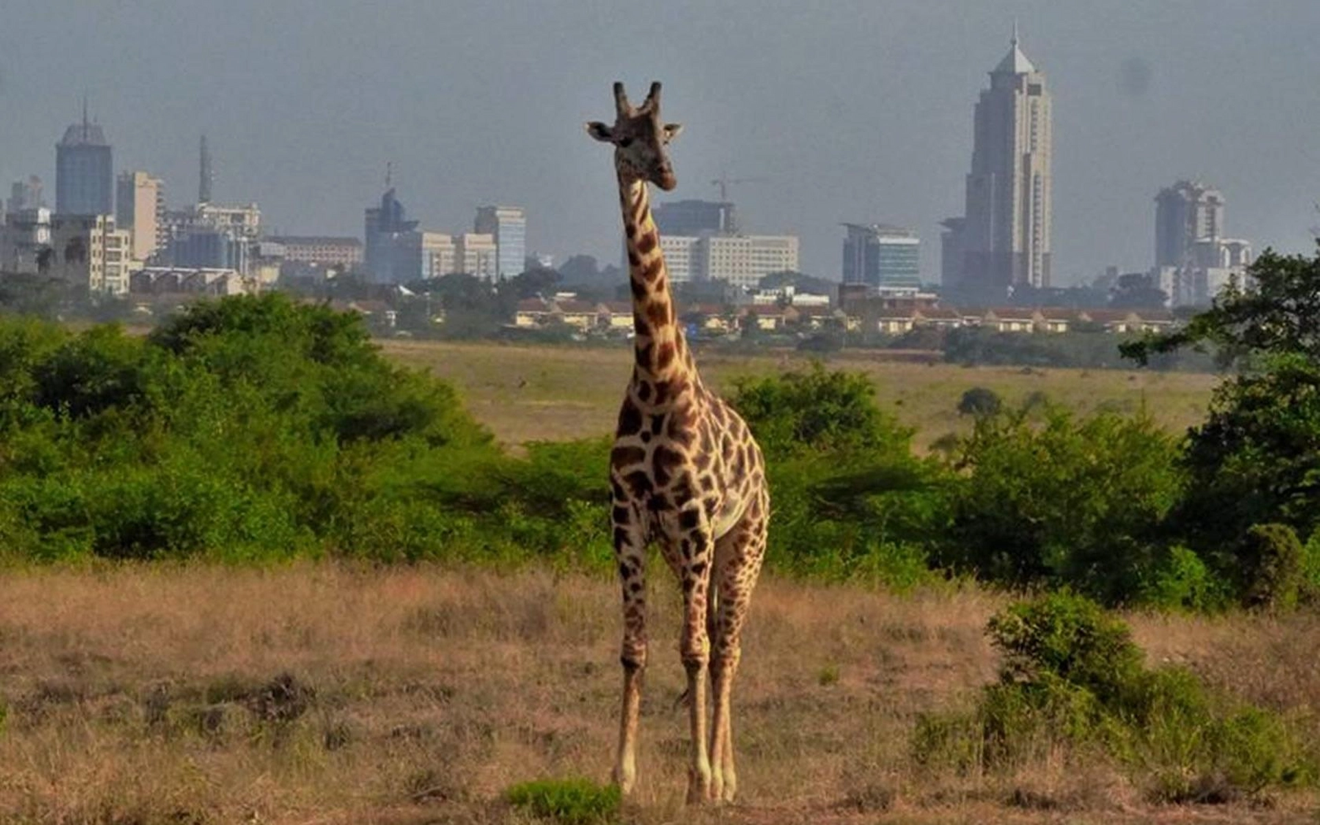 Elephant Orphanage & Nairobi National Park