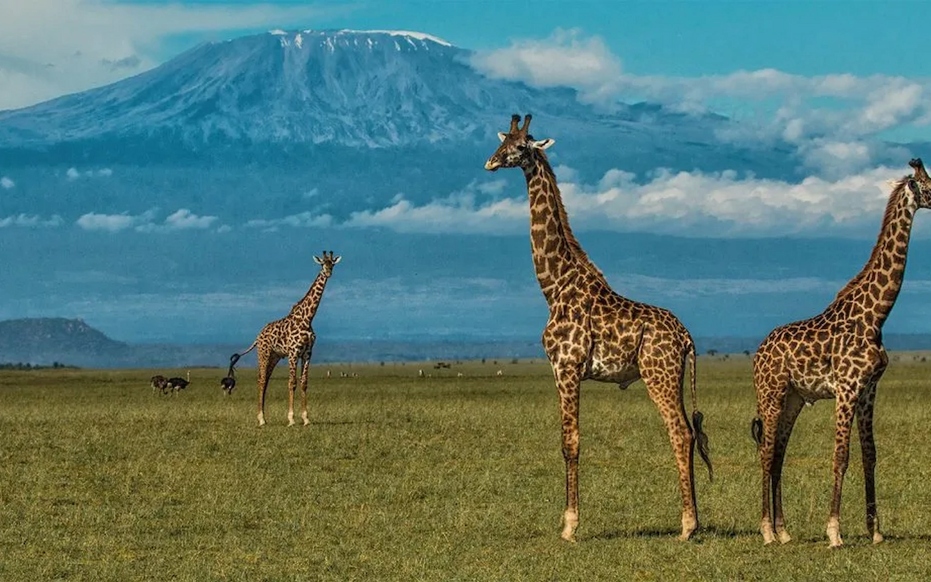 Full-Day Game Drive in Amboseli National Park