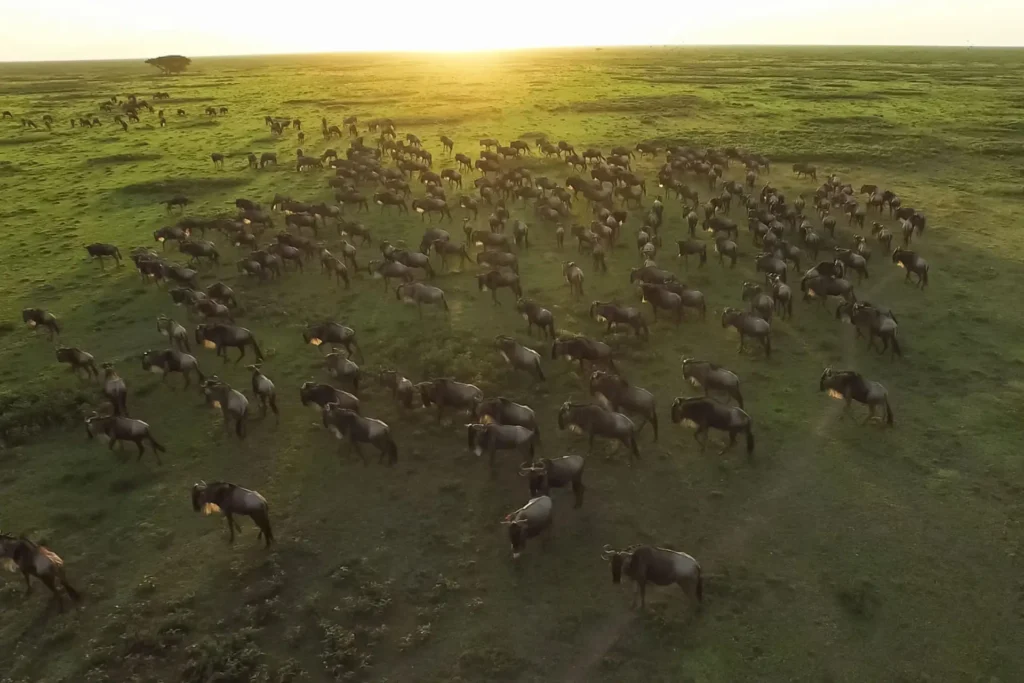 4 Day Wildebeest Migration