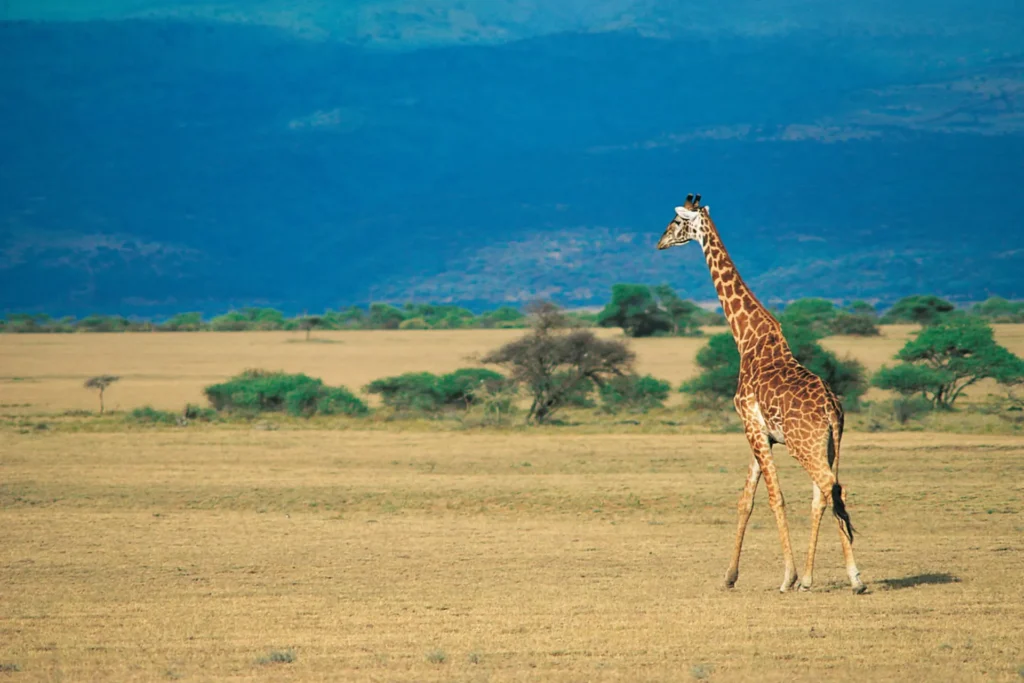 4-Day Tanzania Safari Tours