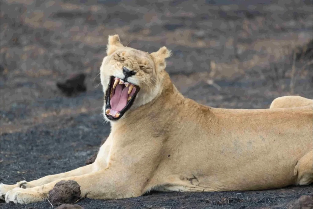 4 Day Ultimate Tanzania Safari