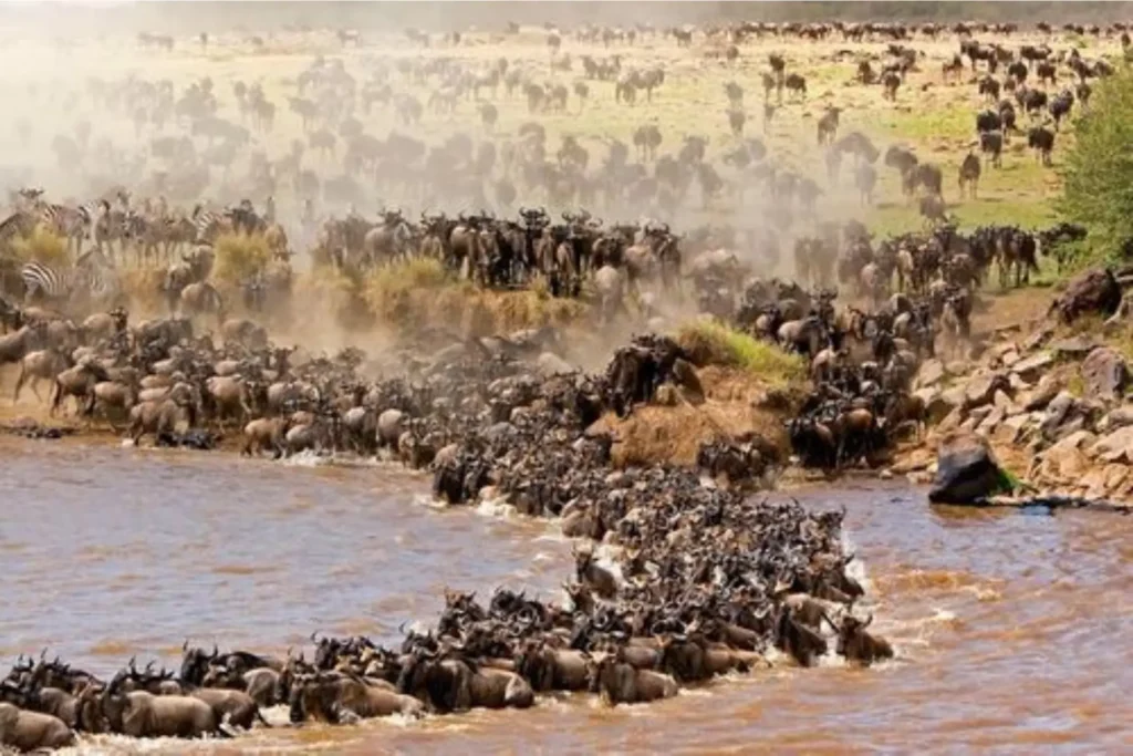 10-Day luxury Wildebeest Migration,