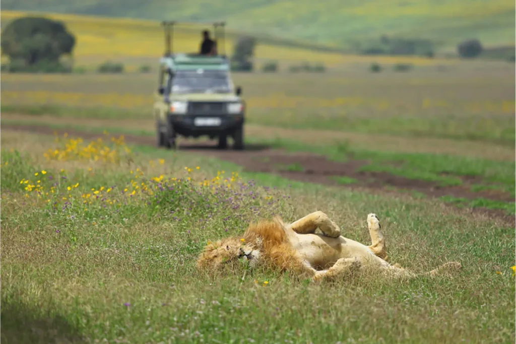 5-Day Ndutu Calving Safari