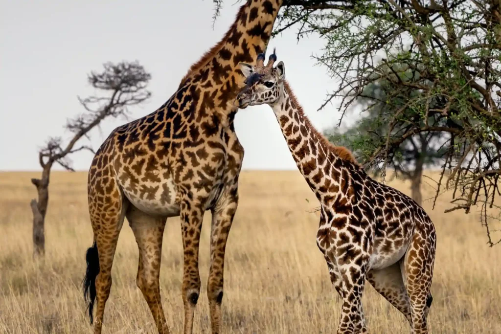 Selous national park Tanzania