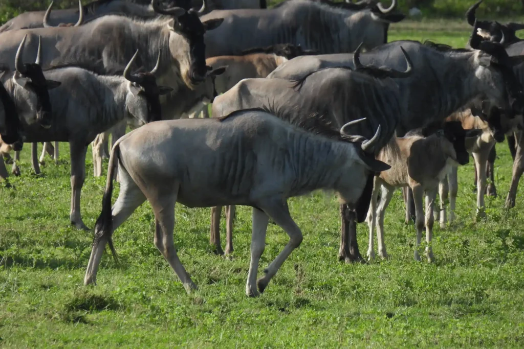 8-Day Migration Safari