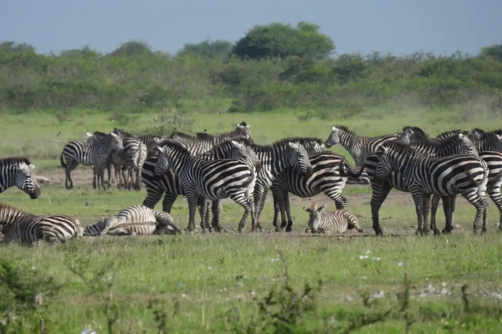 Manyara National Park