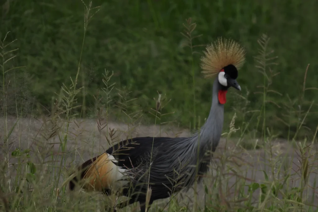 4-Day Safari Adventure Tanzania