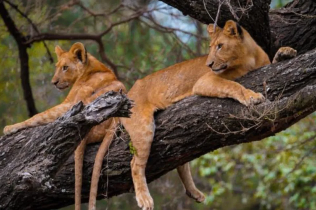 3-Day Unforgettable Safari