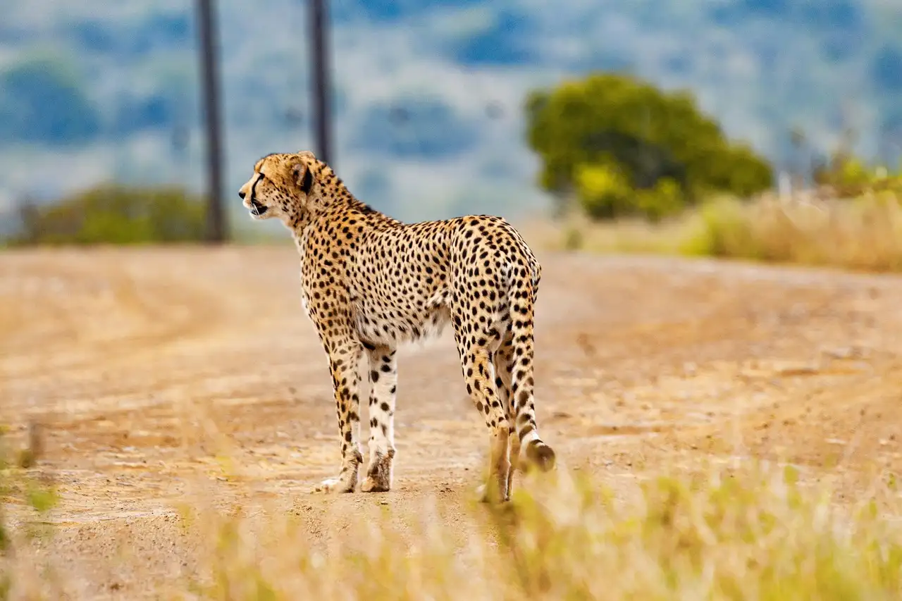 Combine Zanzibar with a Tanzania Safar