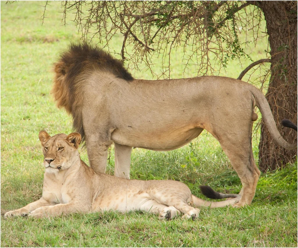 how to plan a safari in Tanzania