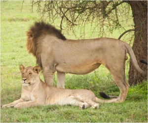 how to plan a safari in Tanzania 