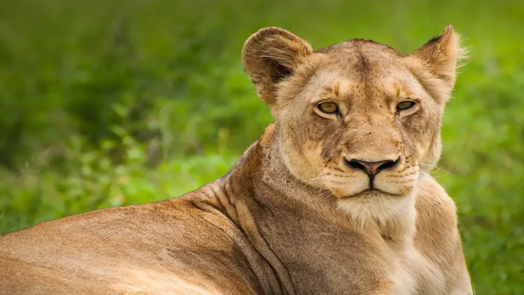 how to plan a safari in Tanzania