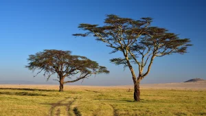 how to plan a safari in Tanzania 