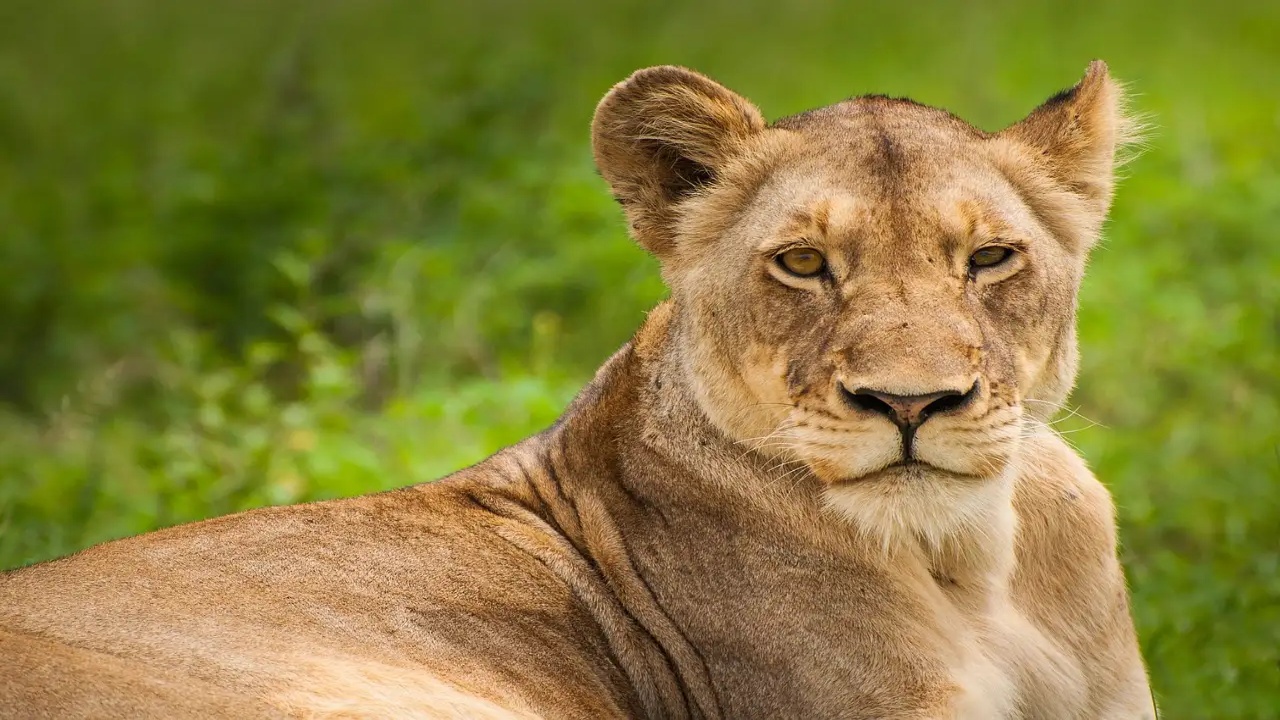 how to plan a safari in Tanzania