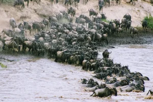safari adventure travel