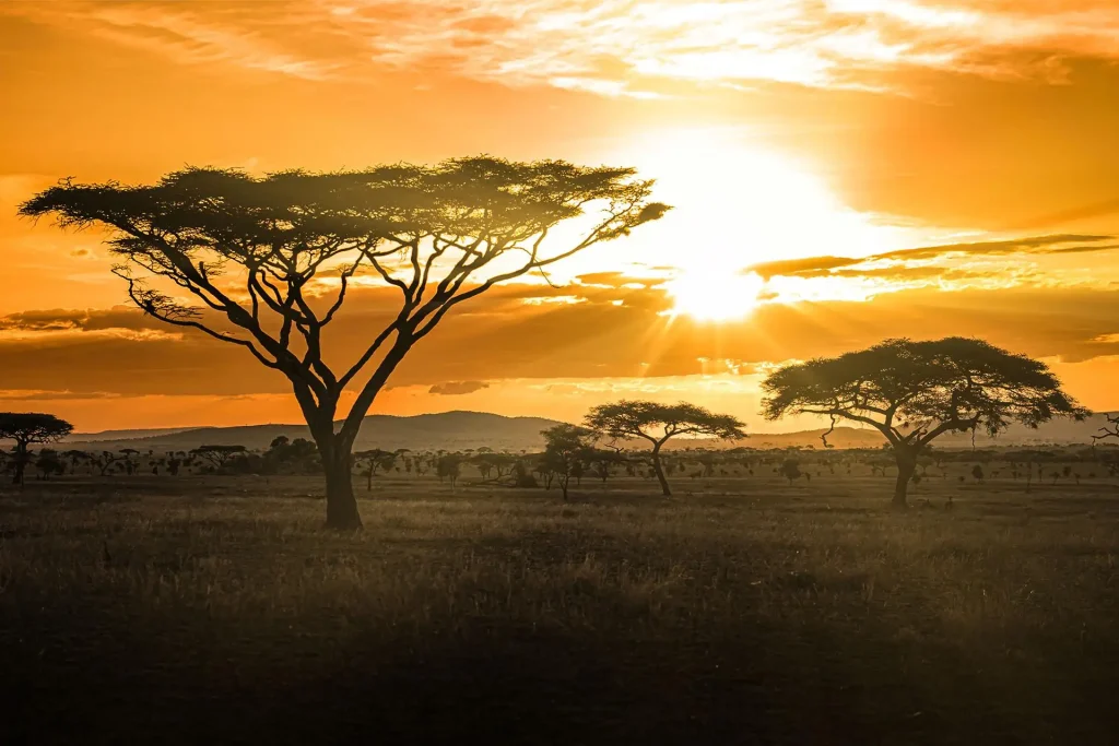 african safari tanzania