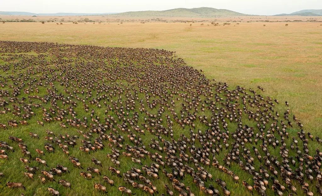 serengeti-wildlife-safari-tanzania