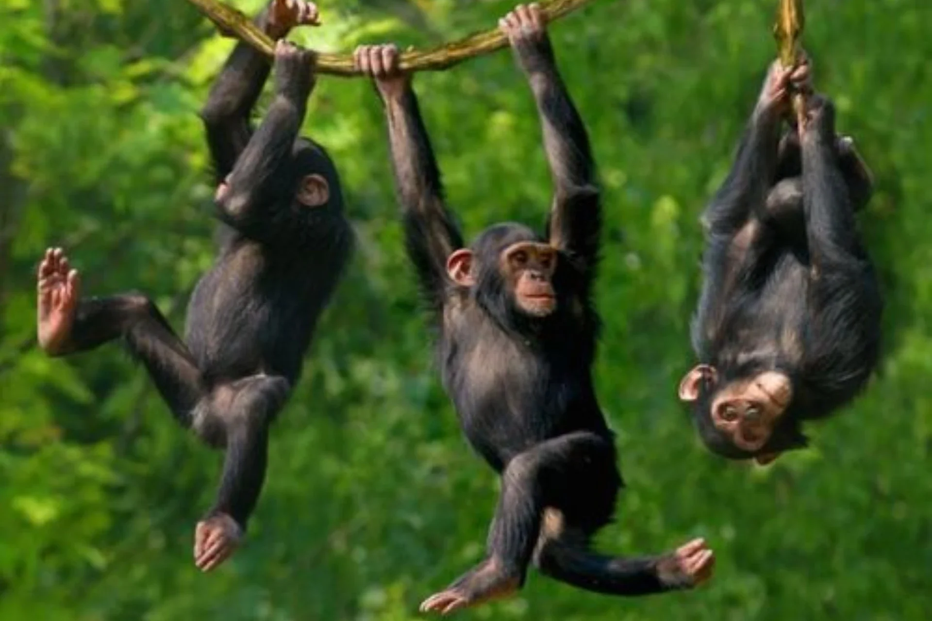 Bwindi Impenetrable national park
