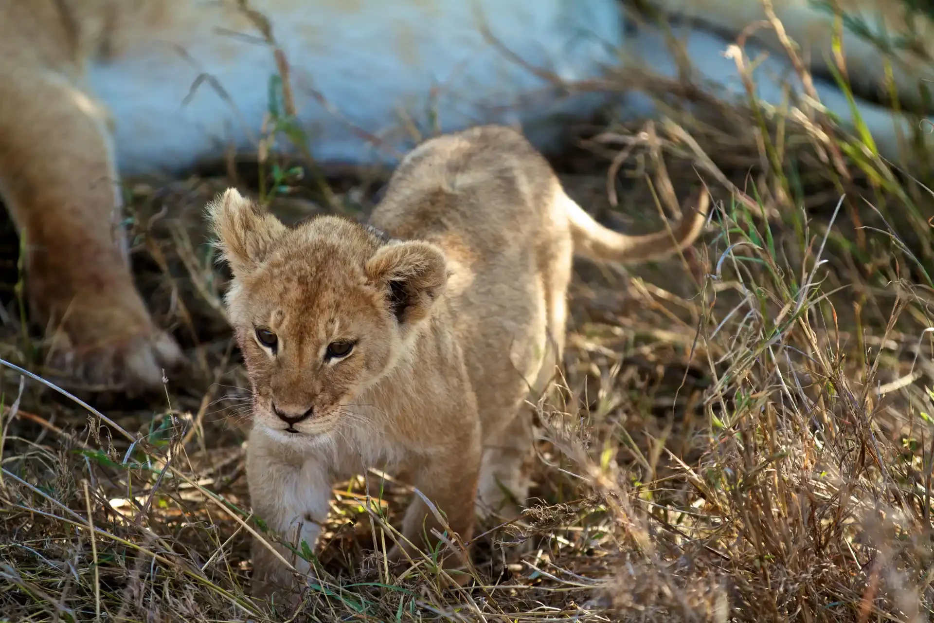 New Project (24) 4-Day Tanzania Safari Expedition