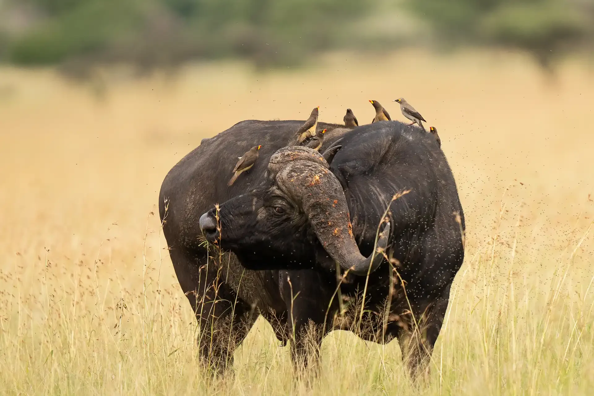 New Project (74) Tanzania safari